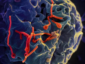 Ebolaviren