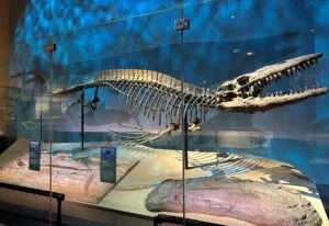 Skelett des Tylosaurus rex