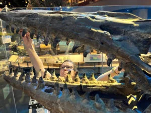 Tylosaurus-Zähne