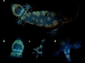 Fluoreszenz bei einem Feuersalamander