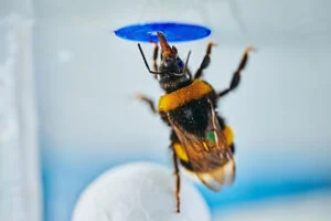 Hummel im Test
