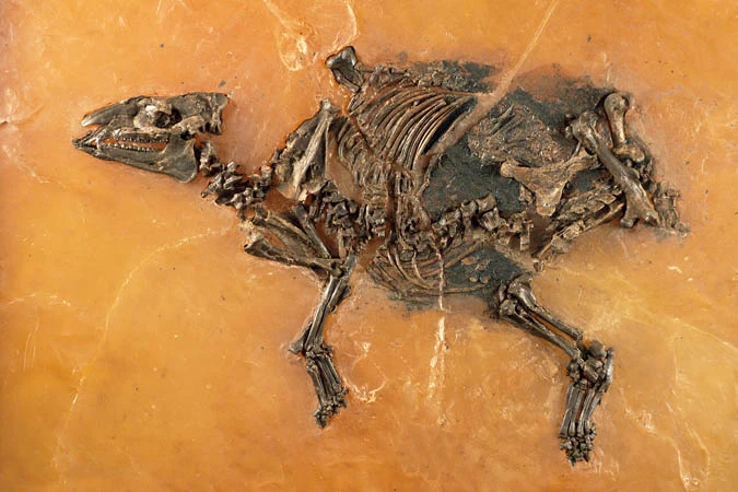 Die Wachsleichen aus Messel