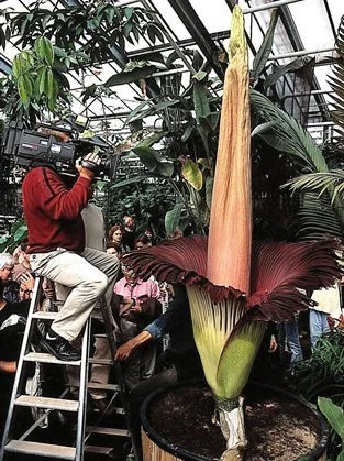 Video der Woche: Die größte Blüte der Welt im Zeitraffer
