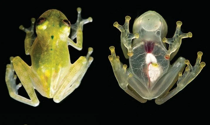 Frosch mit Durchsicht