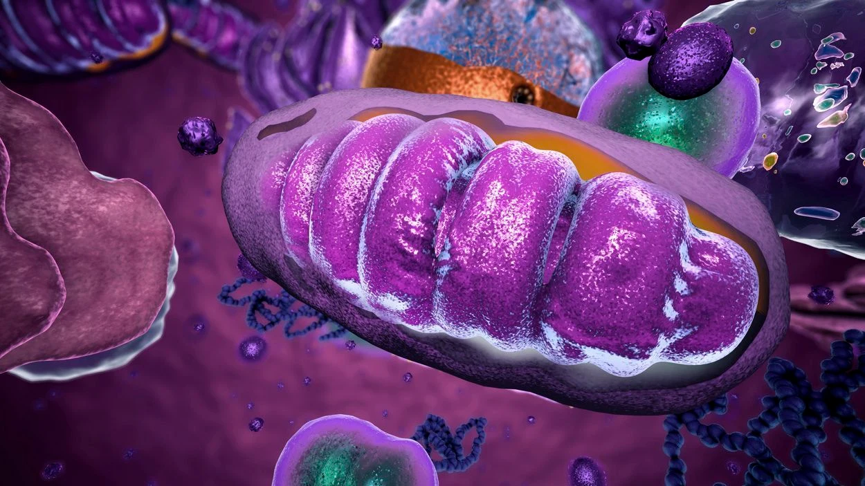 Genwerkzeug für Mitochondrien