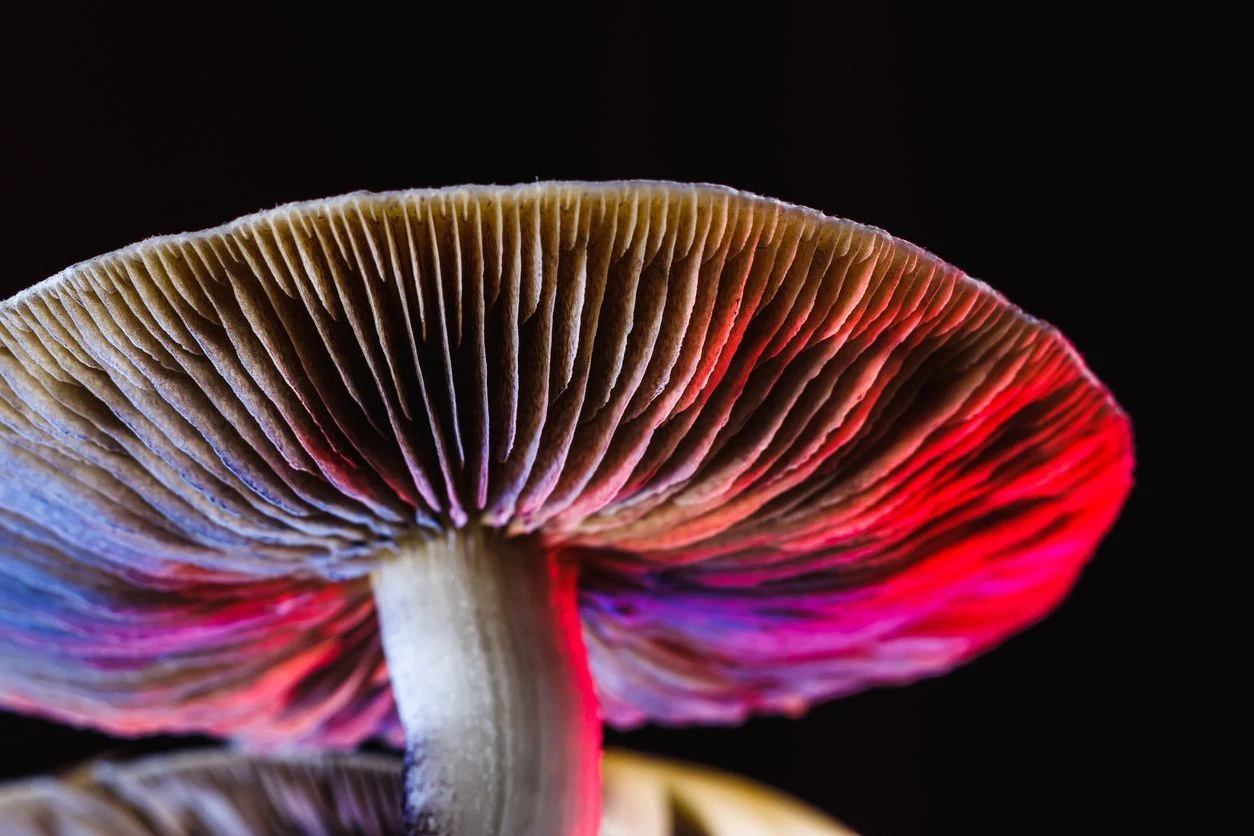 Mit „Magic Mushrooms“ gegen Alkoholsucht