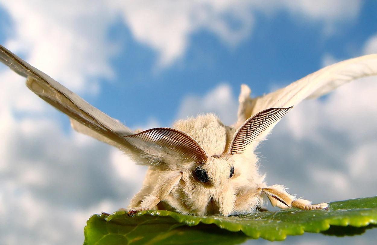 Flauschige Falter mit genialem Geruchssinn