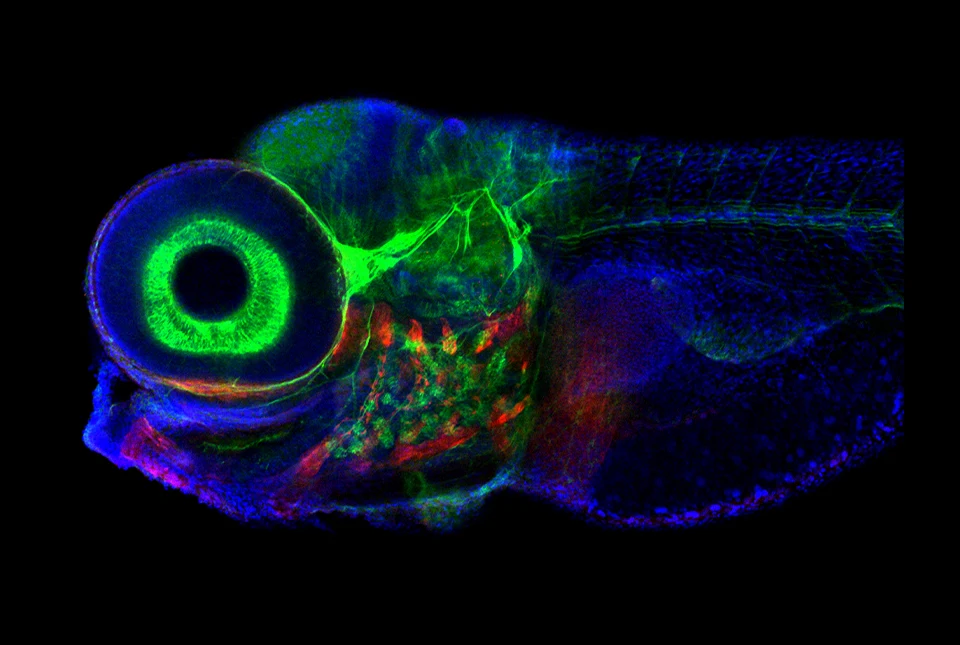 Neuronen im Blick