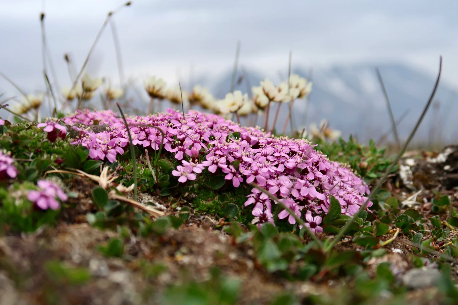 Die Blumen der Arktis