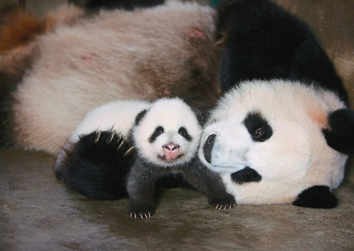 Tierische Sexualzyklen