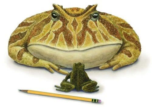 Der Riesenfrosch aus der Hölle