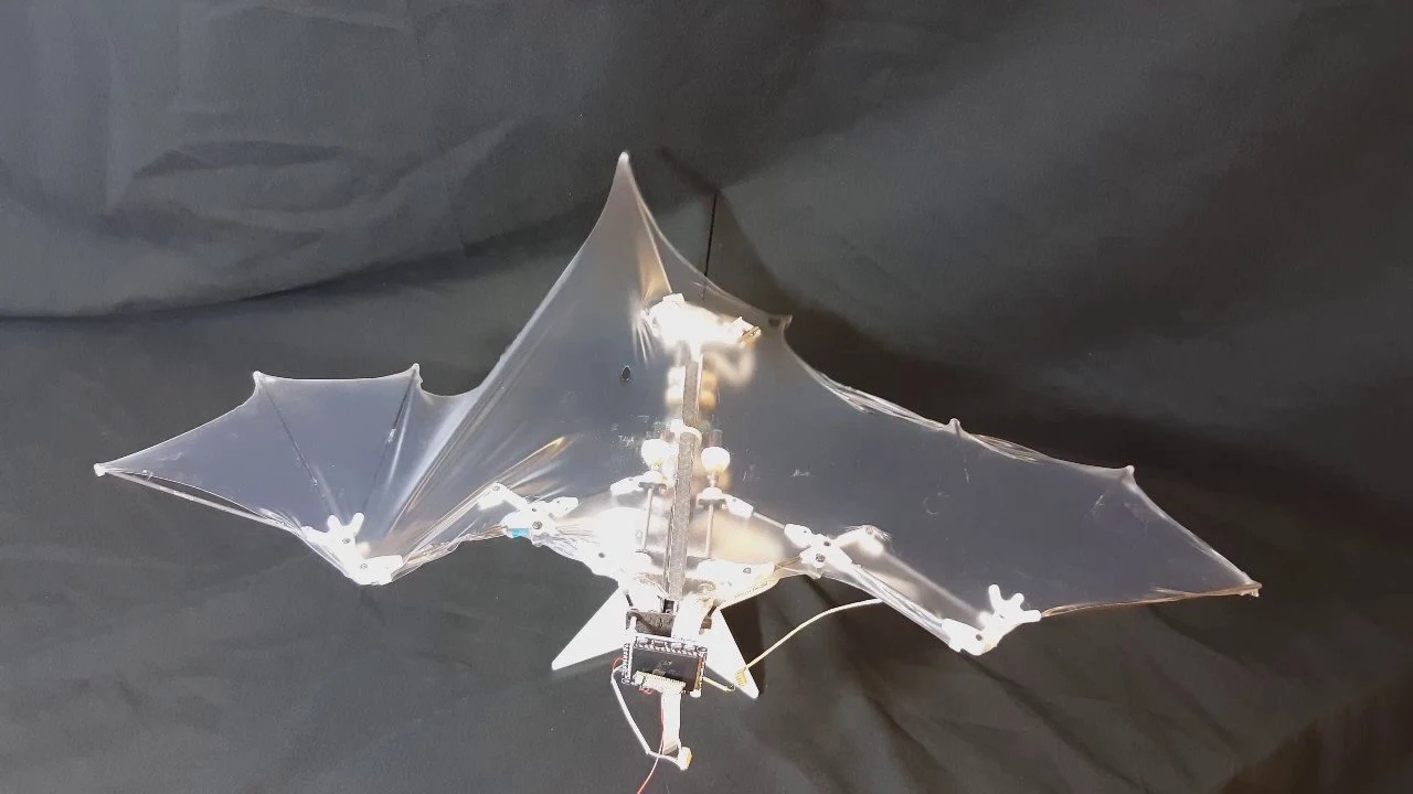 Fledermaus-Roboter entwickelt