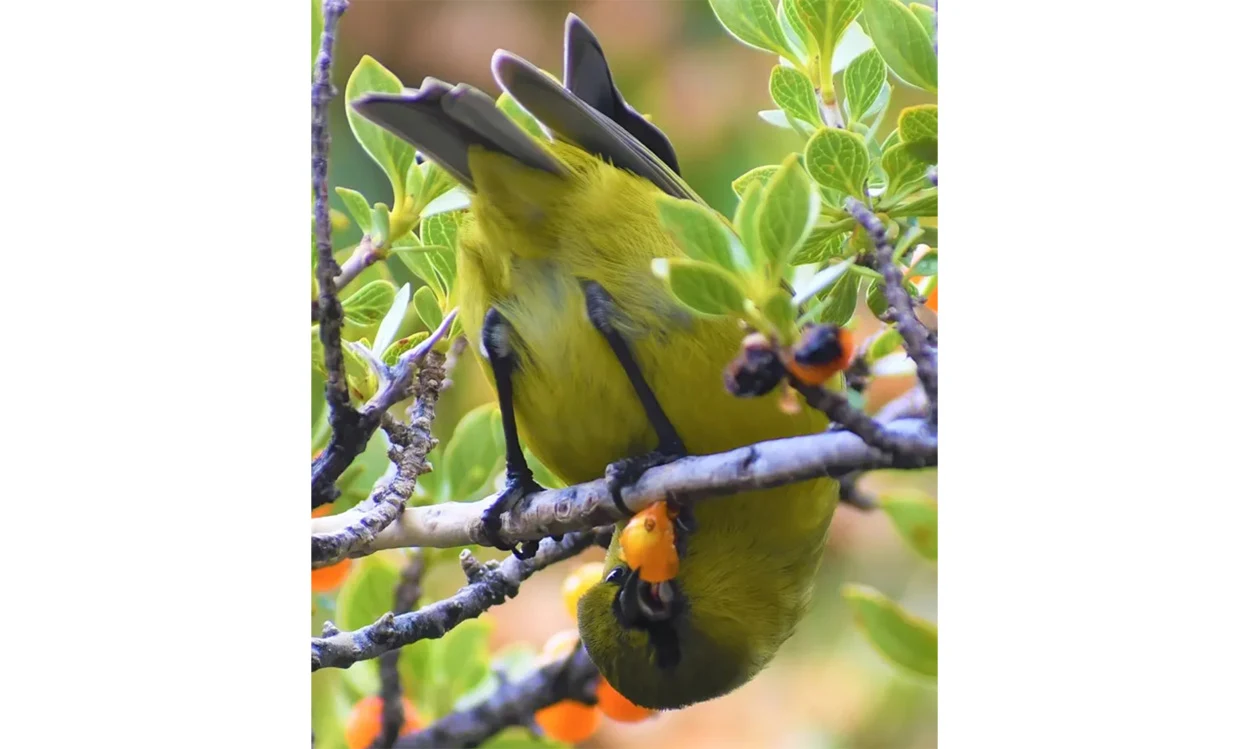Hawaiianische Vögel in Gefahr