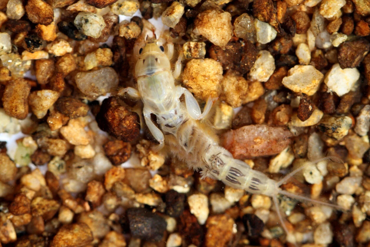 Gestörte Wasserinsektenentwicklung