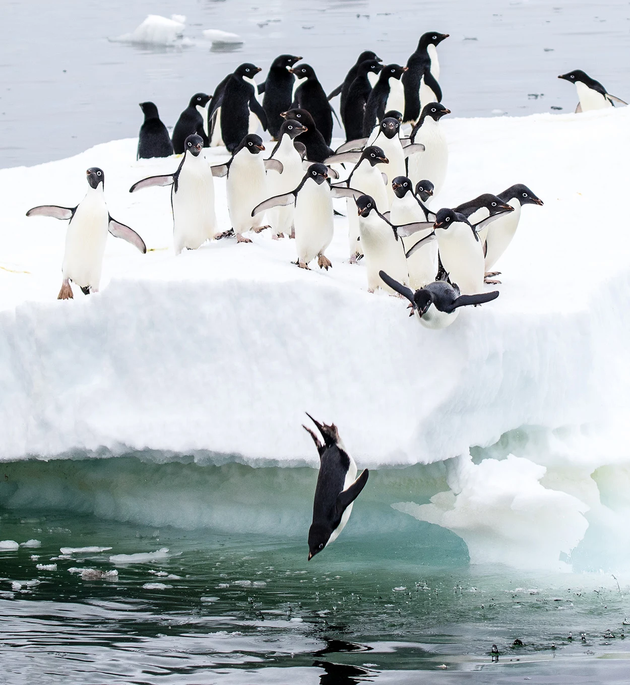 Adéliepinguine auf dem Sprung