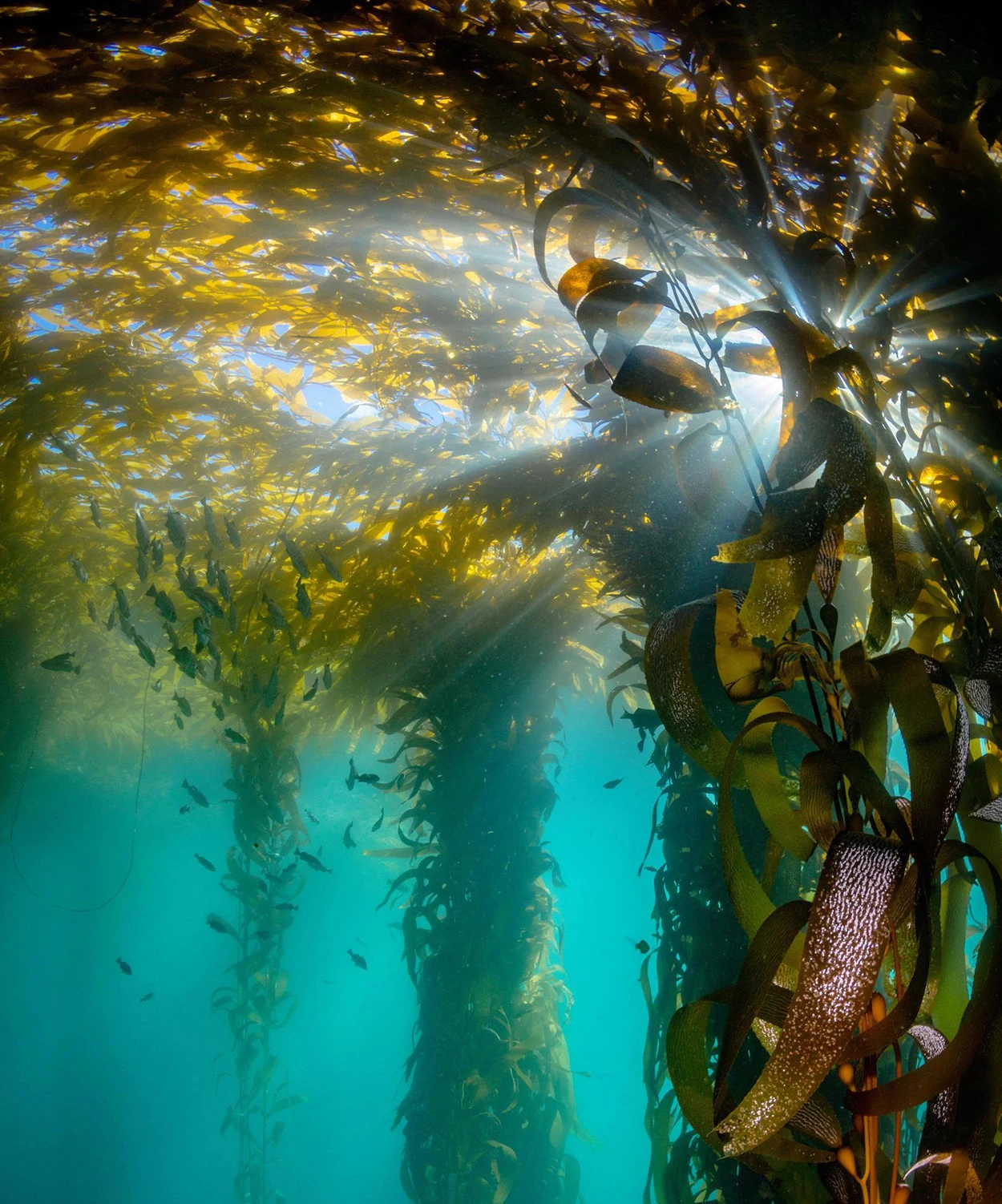 Artenreicher Unterwasser-Wald