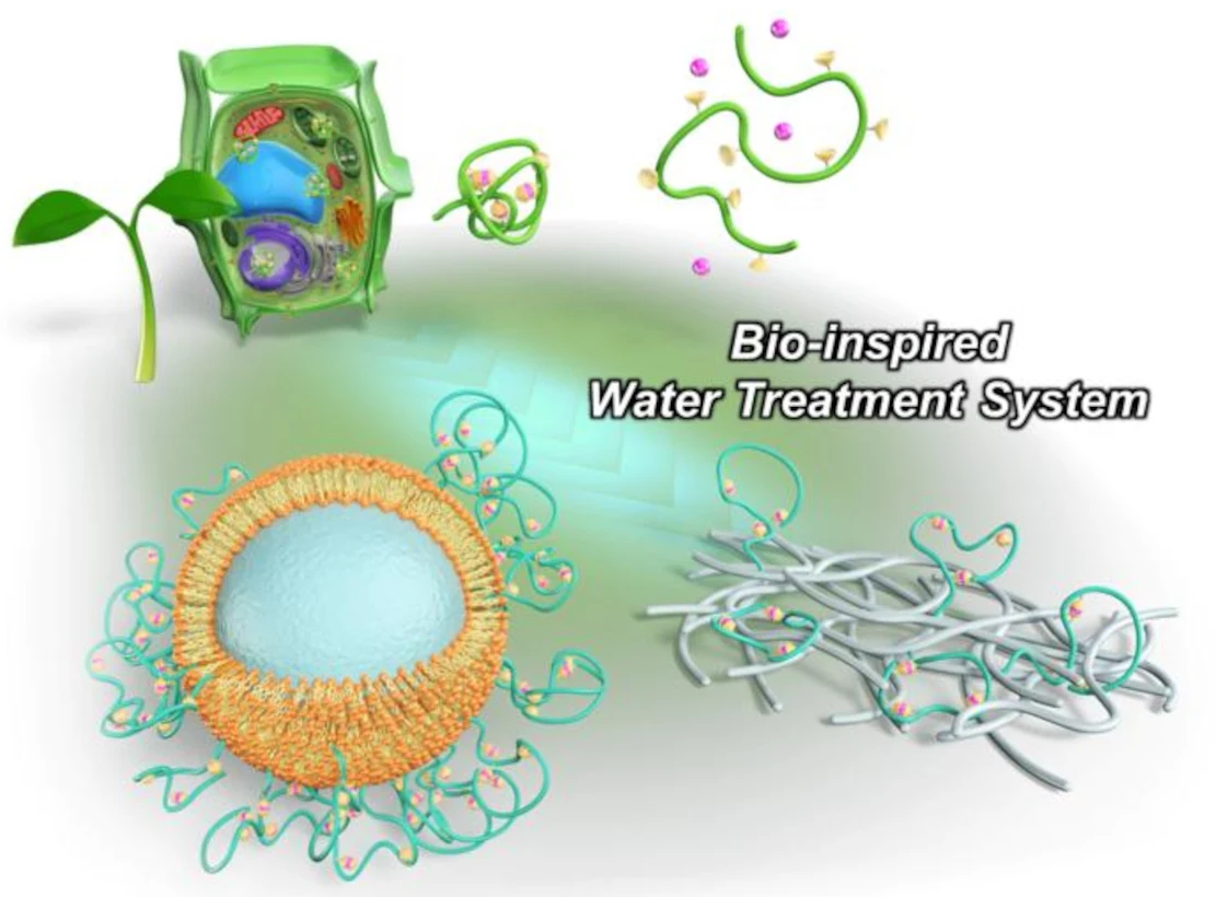 Bioinspirierte Wasseraufbereitung