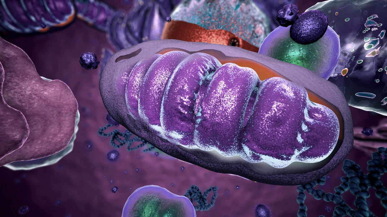 Mitochondrien integrieren ihre DNA in unsere Gehirnzellen