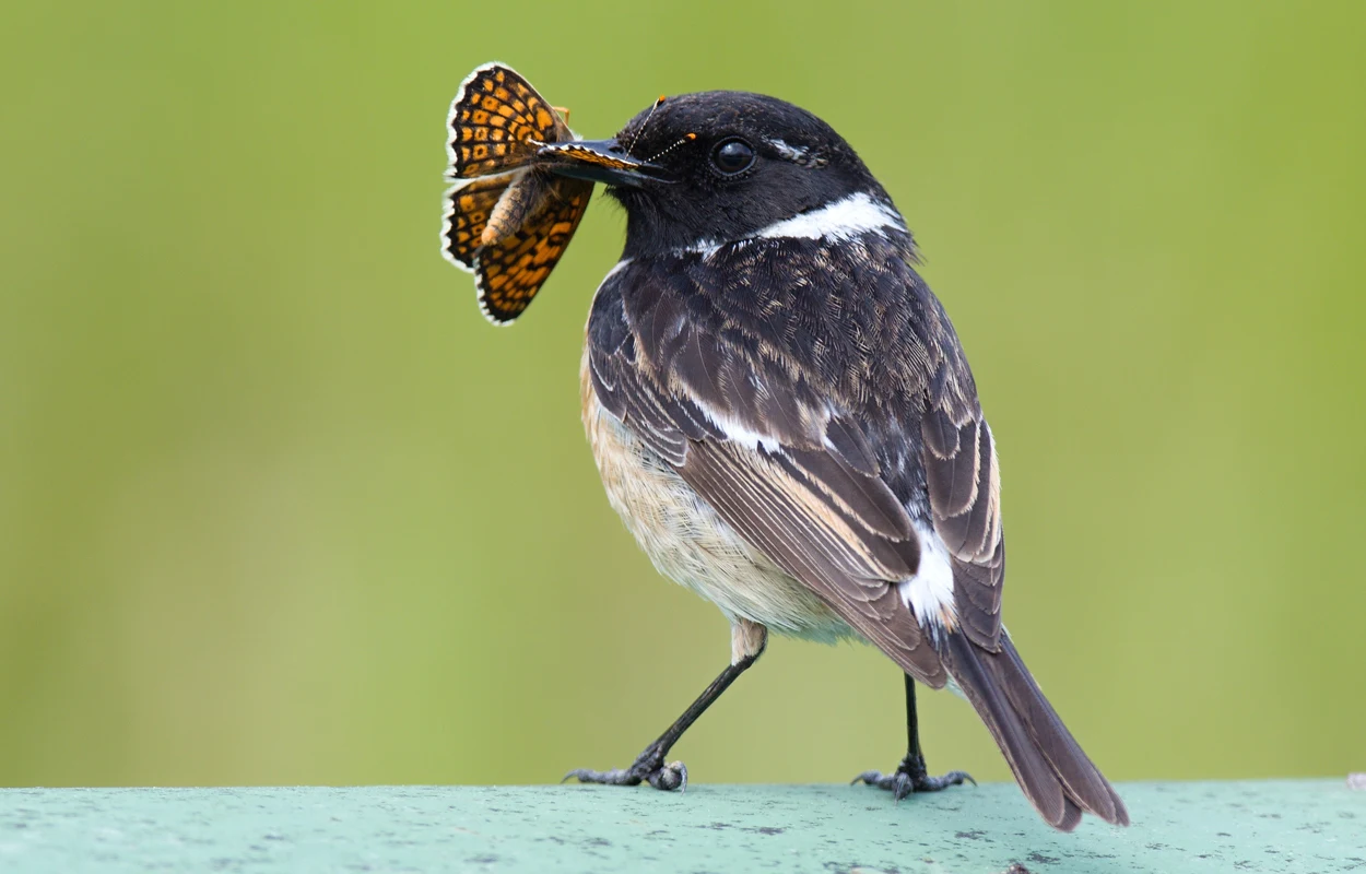 Tarnung oder Warnung: Was die Farben von Insekten beeinflusst