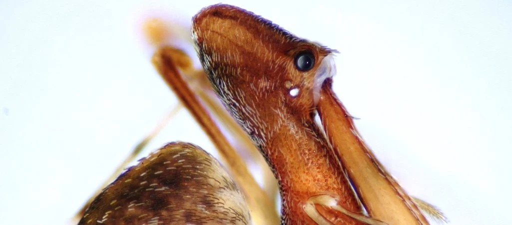 Pfui, Spinne?