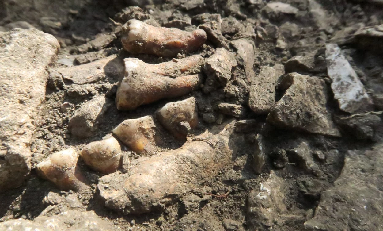Neandertaler-Linie war 50.000 Jahre isoliert
