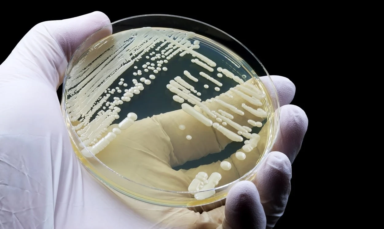 Neuer Wirkstoff gegen multiresistente Pilze