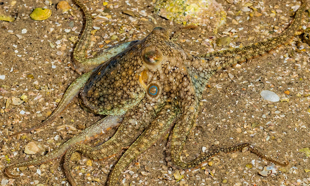 Oktopus-Liebesarm erspürt weibliche Hormone