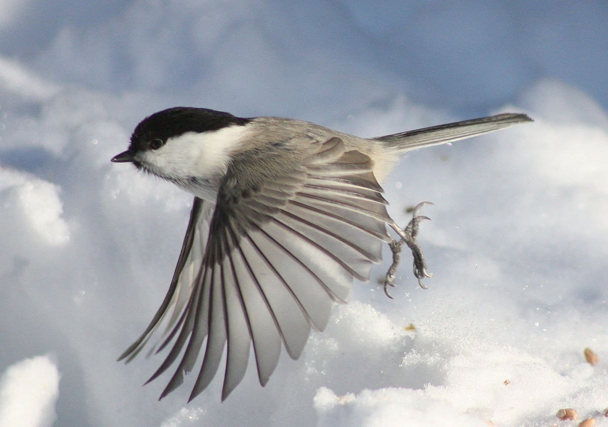 Das Geheimnis der Vogelflügel