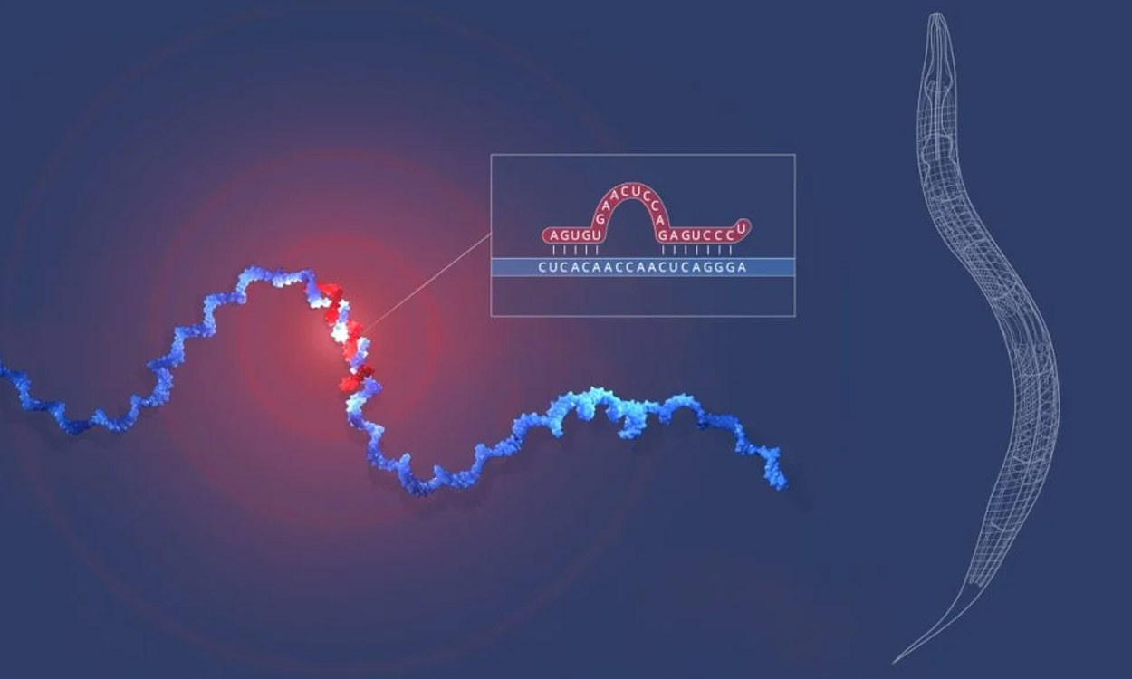 Medizin-Nobelpreis 2024 geht an die Entdecker der microRNA