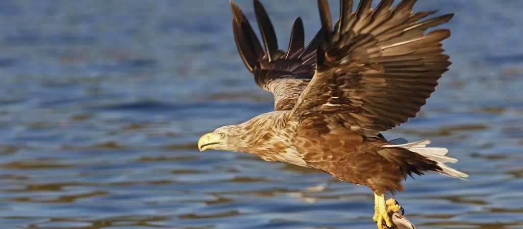 Die Vögel Deutschlands