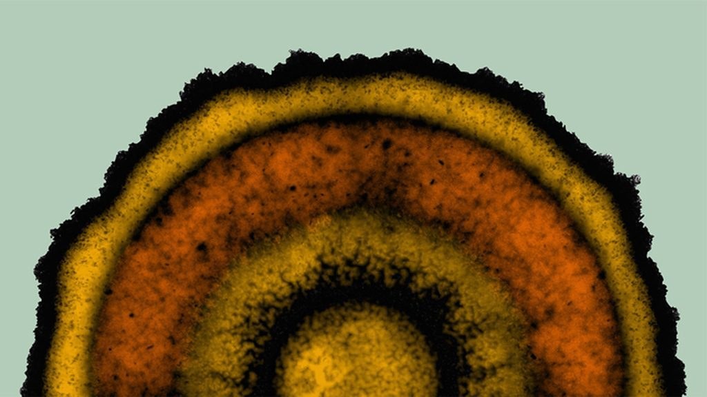 Ein Mandala aus Bakterien