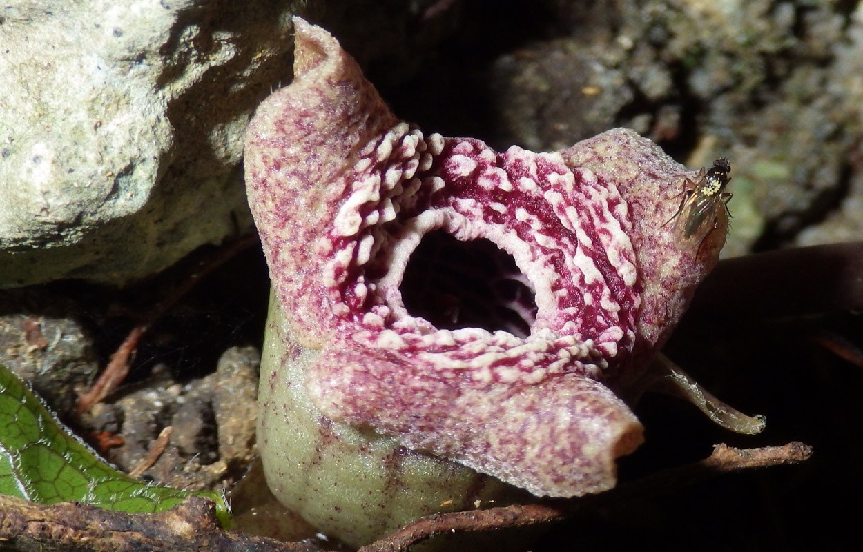Ursprung des Aasgeruchs mancher Blumen entdeckt Bild der Wissenschaft
