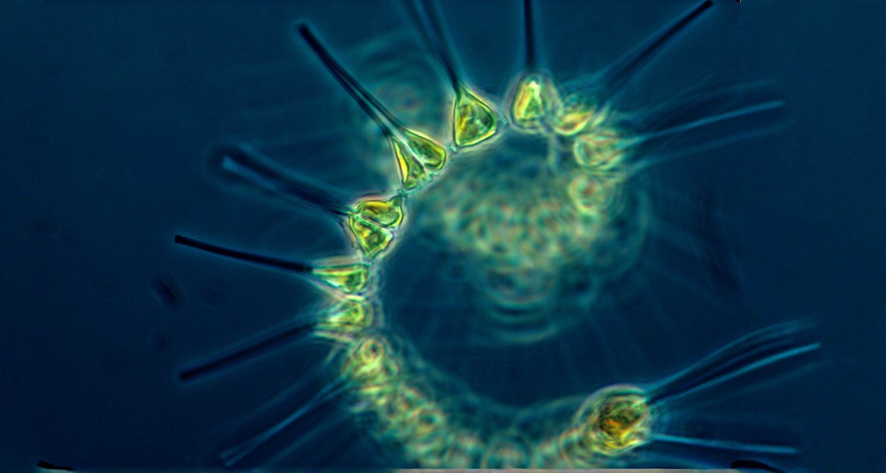 Plankton-Schwund in europäischen Meeren