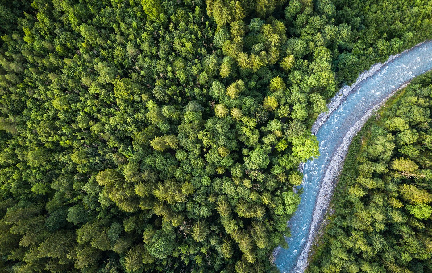 Woran die Aufforstung für den Klimaschutz scheitern könnte