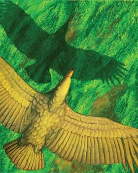 Südamerikanischer Riesenvogel tat sich vor allem beim Starten schwer