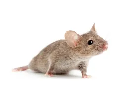 Papa Maus tut, was Mama Maus sagt