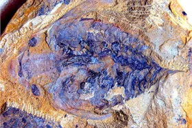 Urzeit-Räuber mit Wurmgehirn