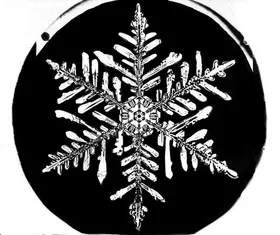 Der Snowflake-Man und seine Schönheiten