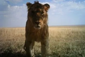 Serengeti-Selfies