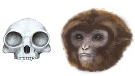 Neuer Vorfahre für Gibbons und Menschenaffen