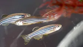 Fischlein für die Hirnforschung