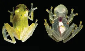 Frosch mit Durchsicht