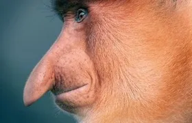 Tiere: Ein bisschen so wie wir