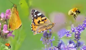 Biologische Vielfalt