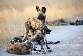 Wildhunde im Hyänenlook