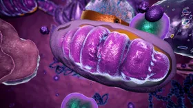 Genwerkzeug für Mitochondrien