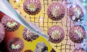 Impfstoffe und Co: Hydrogel statt teurer Kühlung