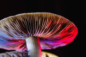 Mit „Magic Mushrooms“ gegen Alkoholsucht