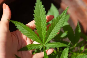 CBD im Alltag