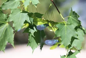 Fliegende Roboter als Mini-Kundschafter